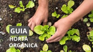 Guia Completo: Como Cultivar sua Própria Horta Orgânica